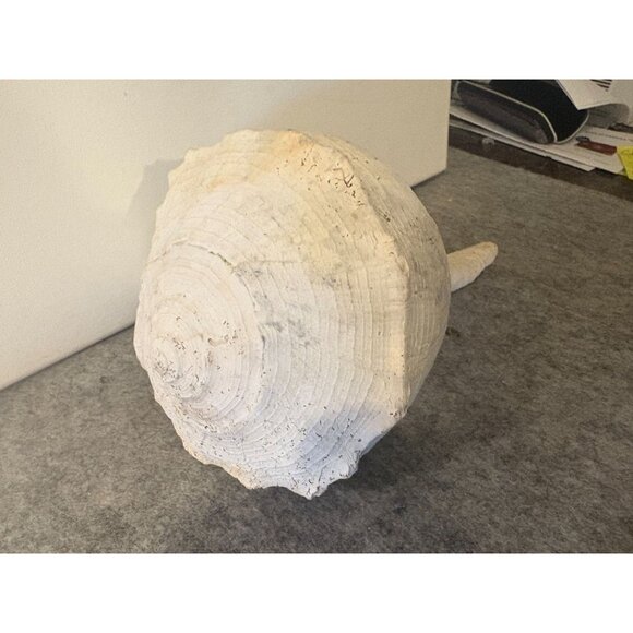 1 Medium to Somewhat Large Whelk Shell 10.5 " # 3030 - Picture 5 of 5